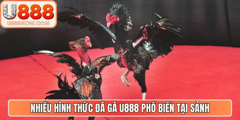 Nhiều hình thức đá gà U888 phổ biến tại sảnh